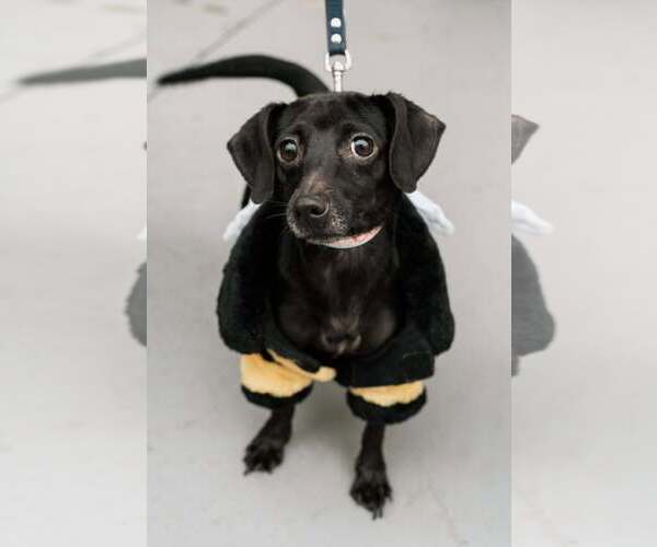 Medium Photo #1 Chiweenie Puppy For Sale in Visalia, CA, USA