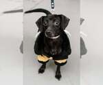 Bella - Female Chiweenie Dog for Adoption - Small photo