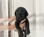Small Photo #1 Labrador Retriever Puppy For Sale in CHINO HILLS, CA, USA