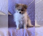 Small Photo #1 Pomeranian-Unknown Mix Puppy For Sale in HOPKINSVILLE/PRINCETON, KY, NH, USA