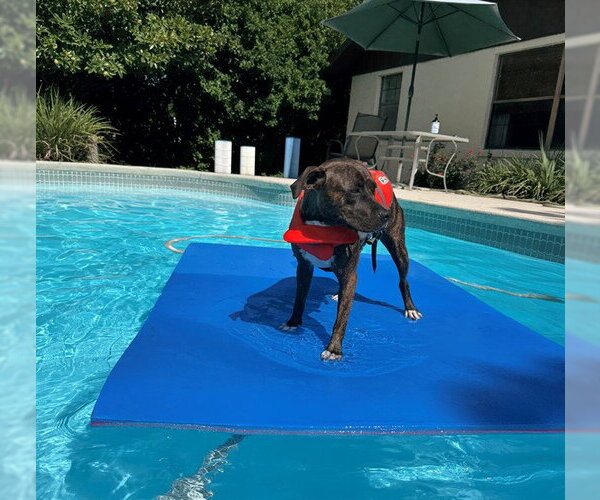 Medium Photo #3 Staffordshire Bull Terrier Puppy For Sale in Ocala, FL, USA