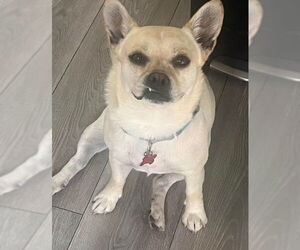 French Bullhuahua Dogs for adoption in San Diego, CA, USA