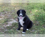 Small Photo #10 Australian Shepherd Puppy For Sale in ACTON, CA, USA