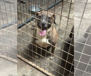 Bulldog-Labrador Retriever Mix Dogs for adoption in Jackson, MS, USA