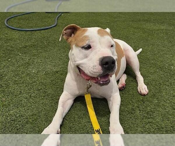 Medium Photo #2 American Pit Bull Terrier-Unknown Mix Puppy For Sale in Las Vegas, NV, USA