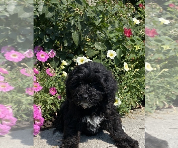 Medium Photo #7 Lhasa Apso-Poodle (Toy) Mix Puppy For Sale in CANOGA, NY, USA