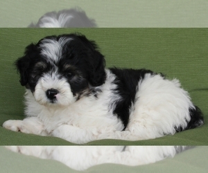 Aussiedoodle Miniature  Puppy for sale in FREDERICKSBURG, OH, USA