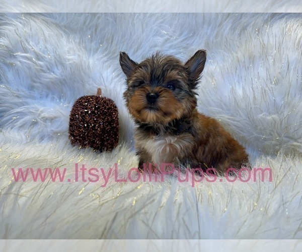 Medium Photo #32 Yorkshire Terrier Puppy For Sale in HAYWARD, CA, USA