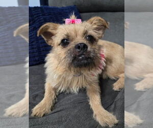 Medium Cairn Terrier Mix