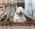 Small Photo #19 English Cream Golden Retriever Puppy For Sale in ORRVILLE, OH, USA