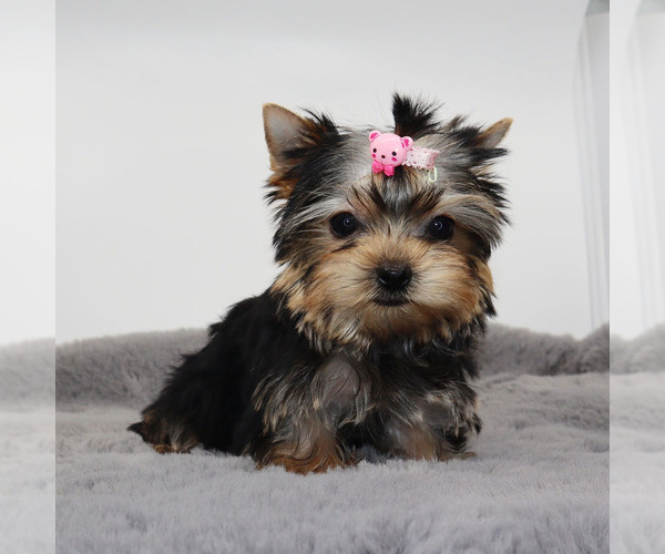 Medium Photo #4 Yorkshire Terrier Puppy For Sale in LOS ANGELES, CA, USA