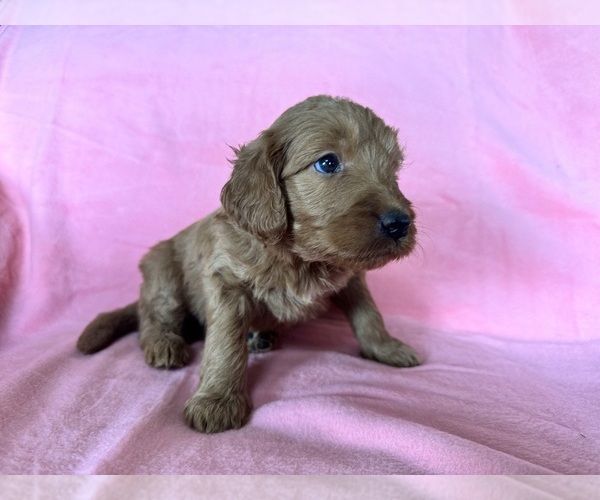 Medium Photo #27 Goldendoodle Puppy For Sale in CHIPLEY, FL, USA