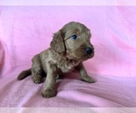 Small #1 Goldendoodle