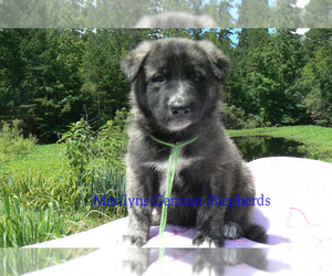 German Shepherd Dog Puppy for Sale in PIEDMONT, Missouri USA