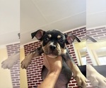 Small #3 American Bully
