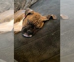 Small Photo #3 Boxer Puppy For Sale in KIMMELL, IN, USA