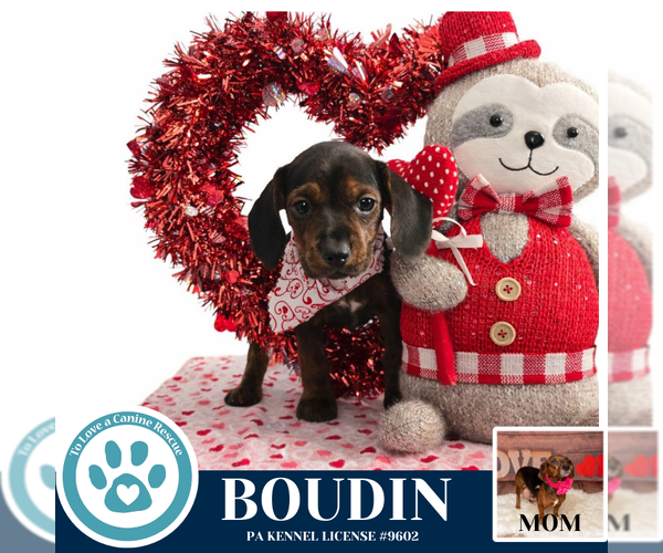 Medium Photo #1 Doxle Puppy For Sale in Kimberton, PA, USA