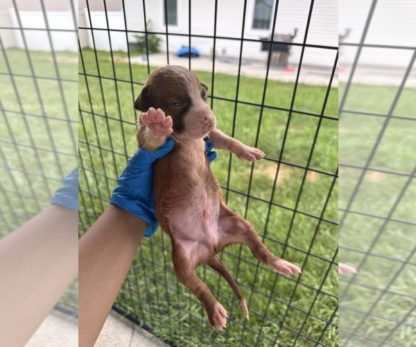 Medium Photo #16 American Pit Bull Terrier Puppy For Sale in WESTLAND, MI, USA