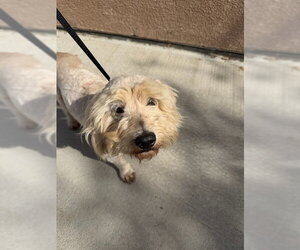 Poodle (Standard)-Unknown Mix Dogs for adoption in Riverside, CA, USA