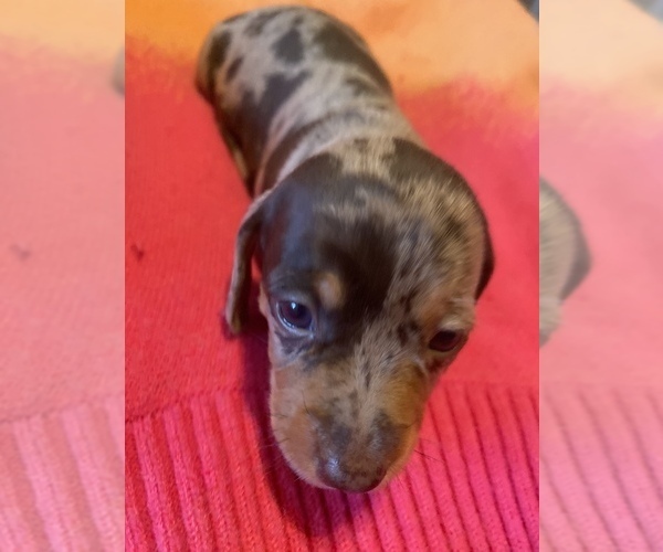 Medium Photo #5 Dachshund Puppy For Sale in DENHAM SPRINGS, LA, USA