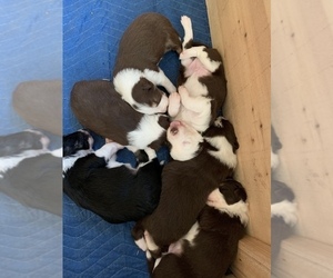 Border Collie Puppy for sale in GUSTINE, CA, USA
