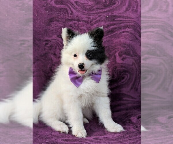 Medium Photo #3 Pomeranian Puppy For Sale in KIRKWOOD, PA, USA