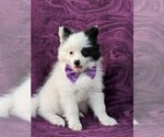 Small Photo #3 Pomeranian Puppy For Sale in KIRKWOOD, PA, USA