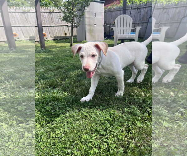 Medium Photo #1 Labrador Retriever-Unknown Mix Puppy For Sale in pomfret, CT, USA