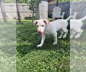 Labrador Retriever-Unknown Mix Dogs for adoption in pomfret, CT, USA
