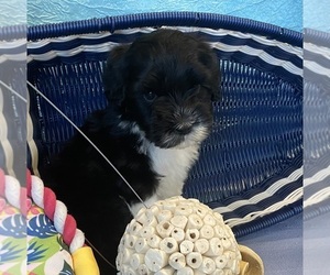 Portuguese Water Dog Puppy for sale in FRANKLIN, TN, USA