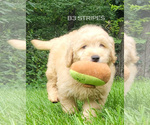 Puppy Stripes Goldendoodle (Miniature)