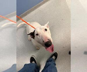 Bull Terrier Dogs for adoption in Orange, CA, USA