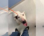 NORRIE - Female Bull Terrier Dog for Adoption - Small photo