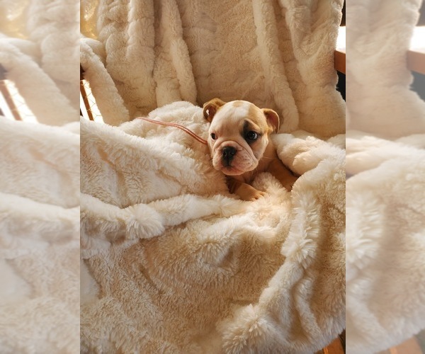 Medium Photo #17 English Bulldog Puppy For Sale in ALBUQUERQUE, NM, USA