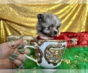 Pomeranian Puppy for sale in HAYWARD, CA, USA