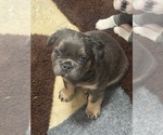 Small Photo #14 French Bulldog Puppy For Sale in HELENA, MT, USA