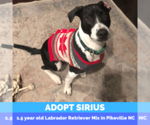 Borador Dog for Adoption in PIKEVILLE, North Carolina USA