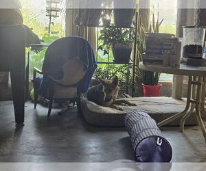 Elsie - Female German Shepherd Dog Dog for Adoption - Photo #2