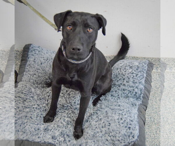 Medium Photo #3 Mutt Puppy For Sale in Huntley, IL, USA