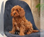Small #1 Goldendoodle (Miniature)