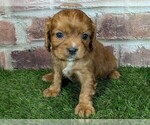 Small #11 Cavalier King Charles Spaniel