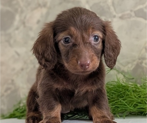 Medium Photo #9 Dachshund Puppy For Sale in GOSHEN, IN, USA