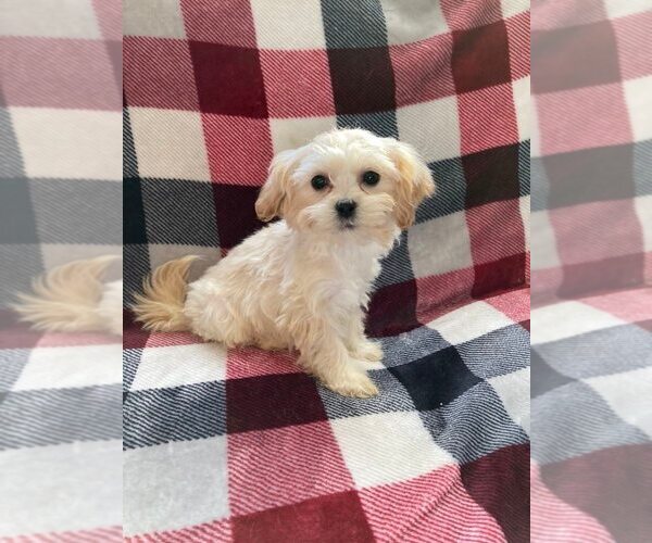 Medium Photo #1 Zuchon Puppy For Sale in MERRILL, WI, USA