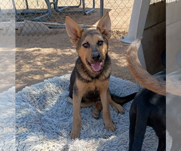 Medium Photo #3 Australian Kelpie Puppy For Sale in Apple Valley, CA, USA