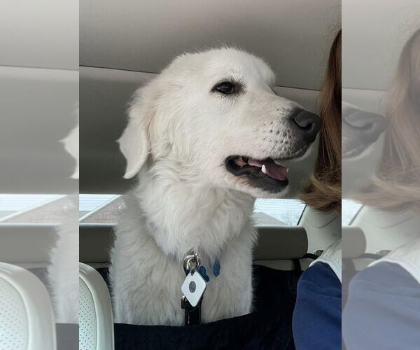 Medium Photo #8 Great Pyrenees-Maremma Sheepdog Mix Puppy For Sale in Dallas, TX, USA