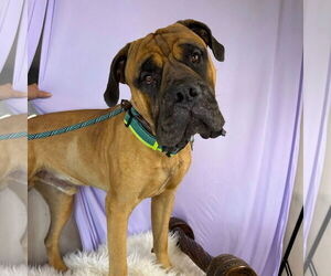 Mastiff Dogs for adoption in Goodyear, AZ, USA