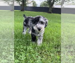 Small #1 Poochon