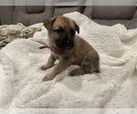 Small Photo #2 German Shepherd Dog-Great Dane Mix Puppy For Sale in SARASOTA, FL, USA