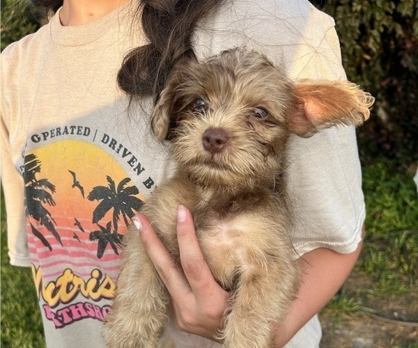 Medium Photo #3 Yorkshire Terrier Puppy For Sale in BUSH, LA, USA