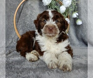 Aussiedoodle Miniature Puppy for sale in FREDERICKSBURG, OH, USA
